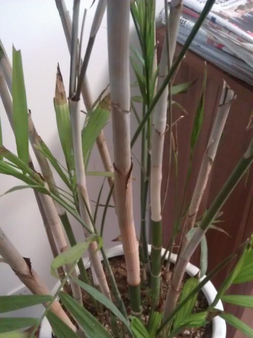 夏威夷竹子修剪方法是什么？如何正确修剪以促进生长？