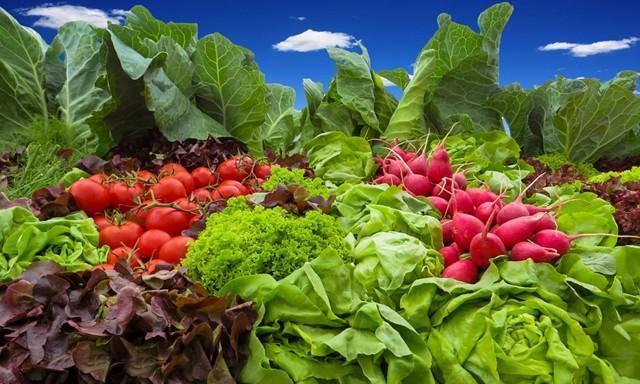 春天适合种什么菜？有哪些蔬菜是春季种植的最佳选择？