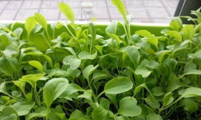 春天适合种什么菜？有哪些蔬菜是春季种植的最佳选择？