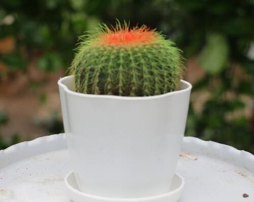 仙人掌喜不喜欢阳光？如何正确判断仙人掌的光照需求？