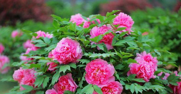 牡丹花（中国国花牡丹的象征意义及文化内涵）