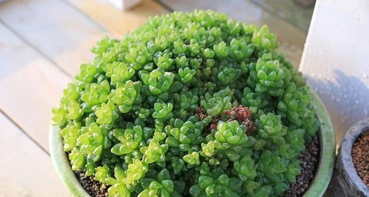 玉露配土方法是什么？适用于哪些土壤类型？