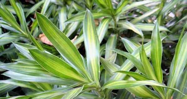 百合竹花的意义（探寻百合竹花的象征与美感）