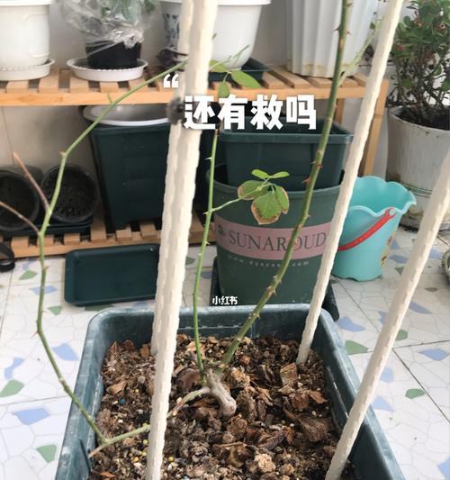 以月季见干浇水，打造美丽花园（科学浇水养护月季）