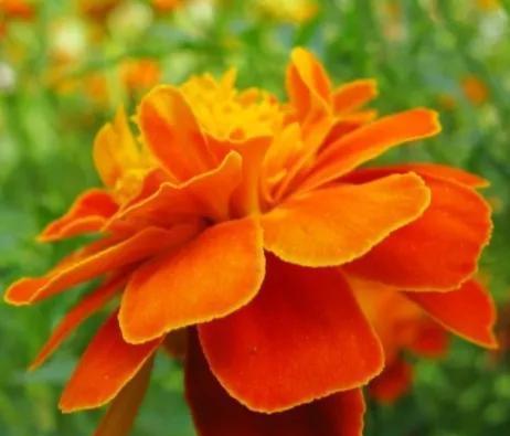 孔雀草的花语——展示美丽与自信（以自由和独立为）