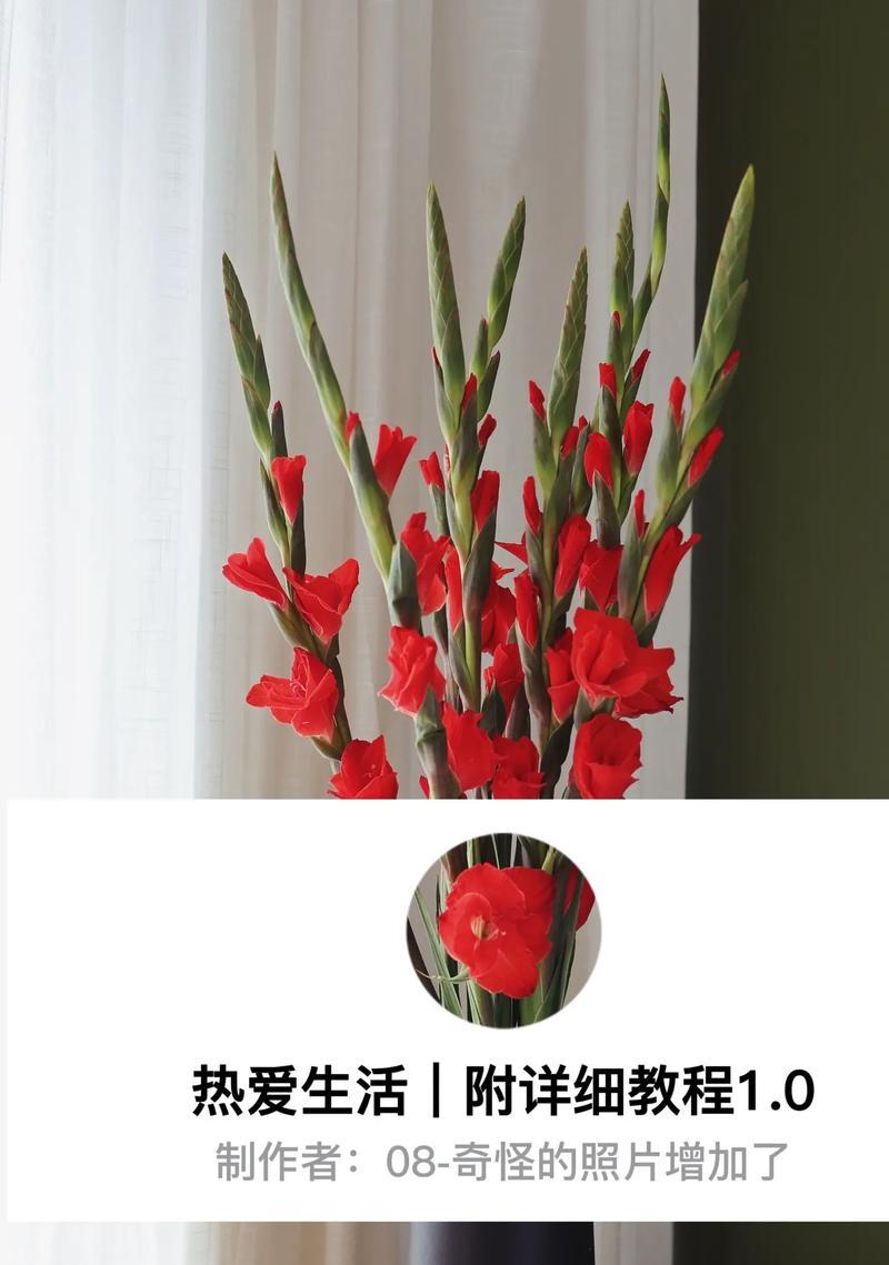 花语中的柔弱（用花朵传达柔弱的美丽与力量）