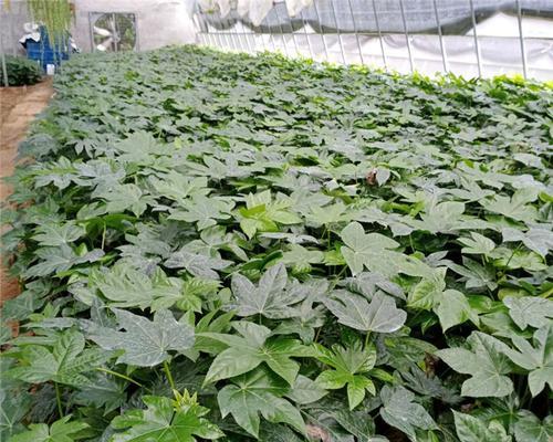 八角原产地在哪里？八角的起源和种植区域有哪些？