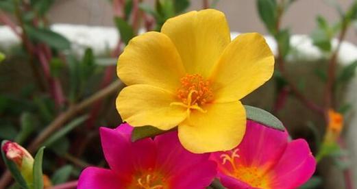 羞涩之花（以牡丹花为例）