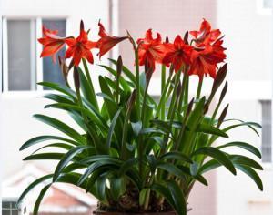 对兰的花期是什么时候？如何准确判断对兰的开花时间？