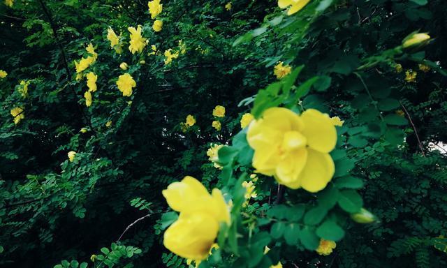 黄蔷薇（花开花谢）