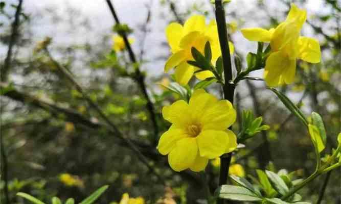 迎春花（迎春花的花语及其寓意）