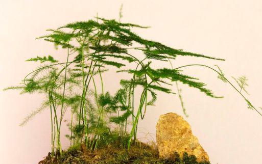 文竹分盆的最佳时机是什么时候？如何操作才能提高成活率？