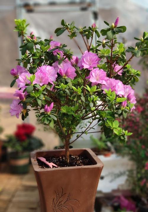 和平之花——白色郁金香的象征（和平的象征与意义）