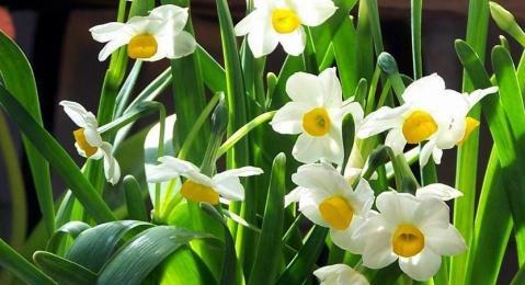 水仙花花语与寓意（探寻水仙花背后的隐含意义）