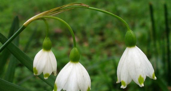 雪滴花的传说与花语（揭秘雪滴花的秘密）