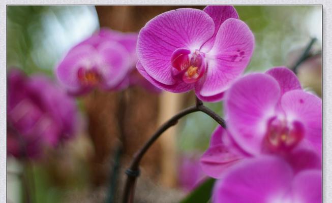 兰花的花语与美丽身影（唯美花语尽显兰花之美）