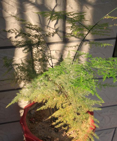 文竹的叶子像什么样子？如何辨别文竹的健康状态？