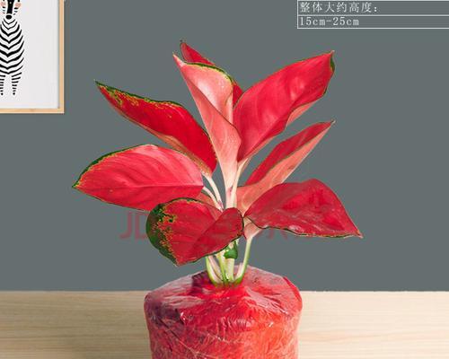 吉利红放在卧室有什么风水讲究？