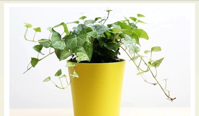 常春藤真的能吸甲醛吗？有效果吗？