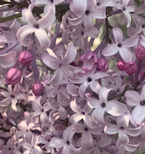 五瓣丁香花的寓意与象征（探寻丁香花的文化内涵与美学价值）