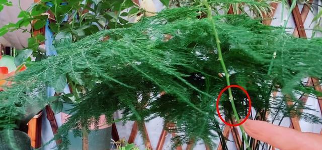 文竹之美——寓意与象征（探寻文竹的意义与象征）