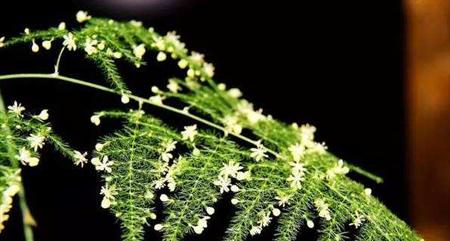 文竹之美——寓意与象征（探寻文竹的意义与象征）