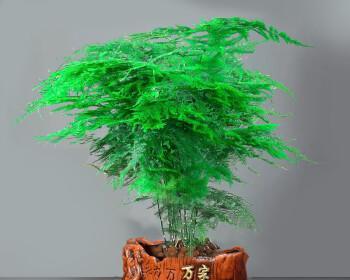 文竹之美——寓意与象征（探寻文竹的意义与象征）