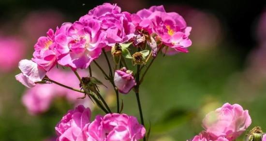 蔷薇花的寓意与象征（浪漫的蔷薇花绽放出的丰富情感与内涵）