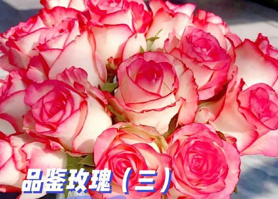 爱莎玫瑰花语与寓意（探索爱莎玫瑰的真正含义——爱莎玫瑰花语解读）