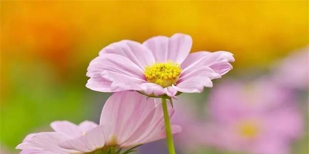 希腊的国花是什么花？它有哪些象征意义？