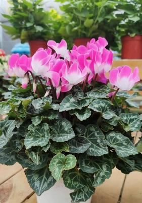 春节花卉（传统寓意赋予春节花卉新的生命力）