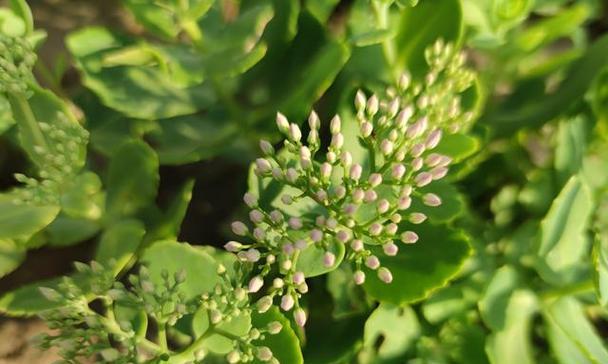 八宝景天的风水寓意与摆放位置（揭开八宝景天的神秘面纱）