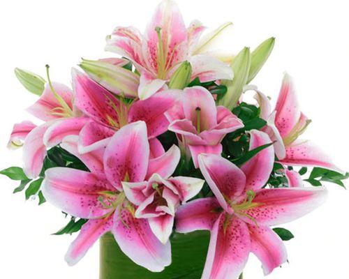 粉色百合花的象征意义及寓意解读（探寻粉色百合花所代表的情感与美好）