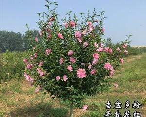木槿花可以地栽吗？地栽木槿花的注意事项是什么？