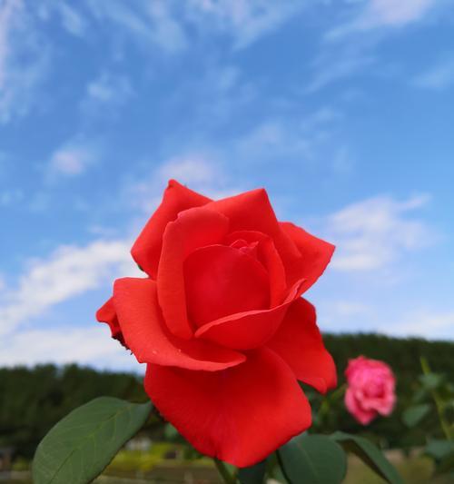 玫瑰花的寓意与意义（探索玫瑰花背后的情感与象征）