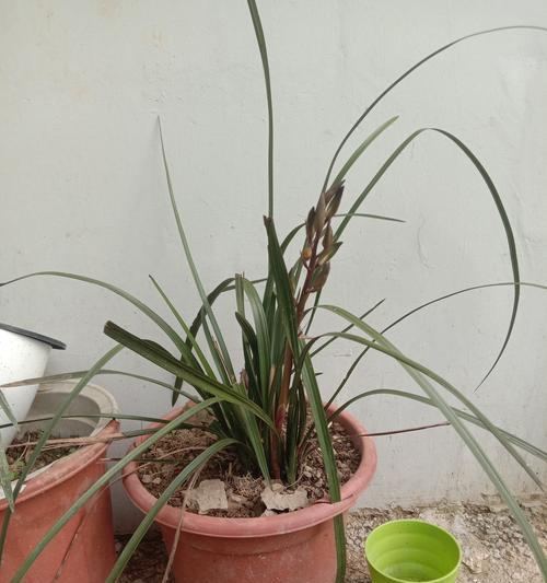 揭秘兰花叶尖起兜的奥秘（兰花叶尖起兜的现象和原因解析）