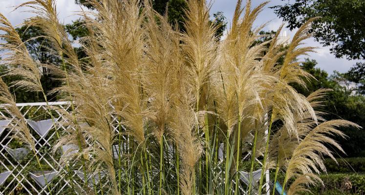 蒲苇属于草本植物还是木本植物？如何区分？