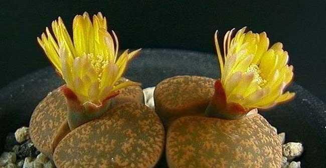 生石花开花的寓意与含义（揭秘生石花盛放的奇迹）