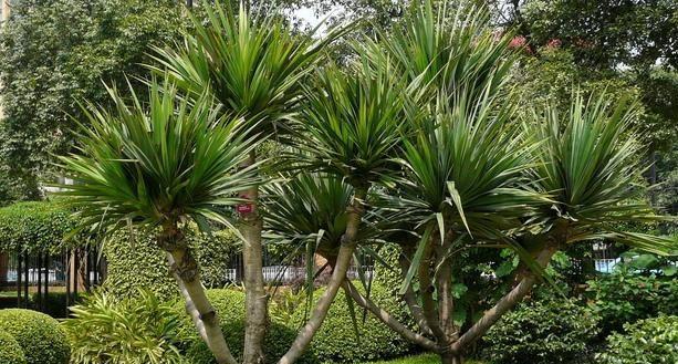 龙血树（探索龙血树的寓意与象征意义）