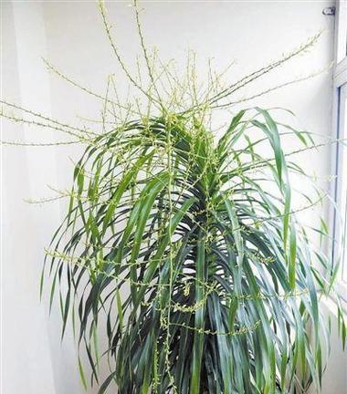 龙血树（探索龙血树的寓意与象征意义）