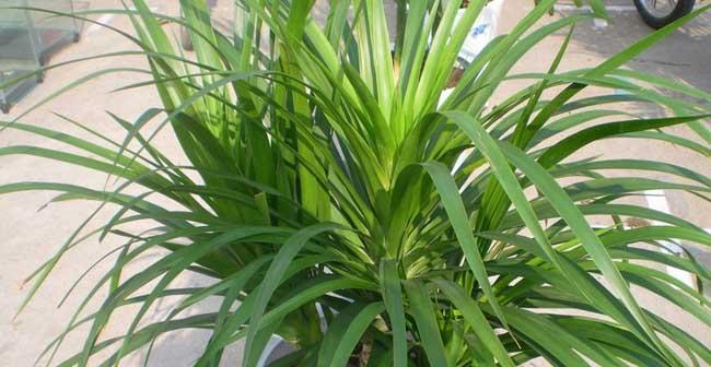 龙血树（探索龙血树的寓意与象征意义）