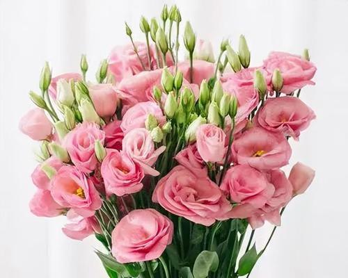 粉色桔梗花语，寓意与传承（粉色桔梗花语的深远意义）