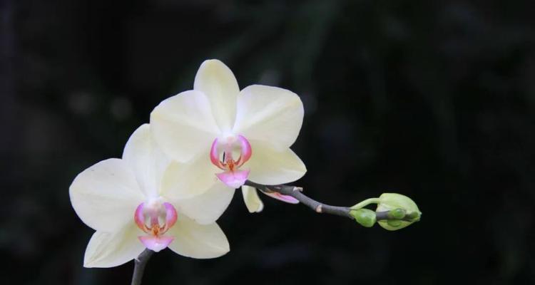 白蝴蝶兰花语与寓意（探寻白蝴蝶兰花语的奥秘）