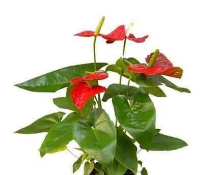 以粉掌的花语与意义（揭秘以粉掌为主角的花语密码）