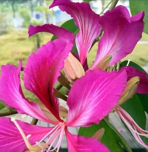 紫荆花的花语与意义（探寻紫荆花背后的寓意和象征）