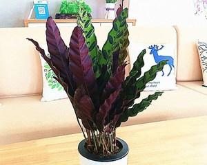 猫眼竹芋的花语与意义（探寻猫眼竹芋背后的神秘花语）