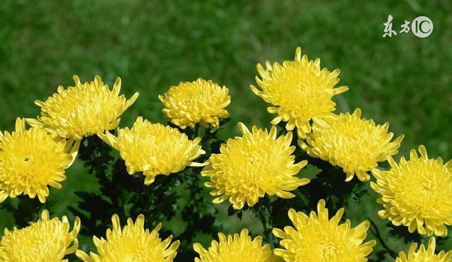 湘潭市花菊花的象征与寓意（湘潭市花菊花的寓意与美丽）