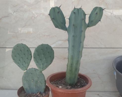 仙人掌冬天能栽活吗？如何在寒冷季节保持仙人掌生长？