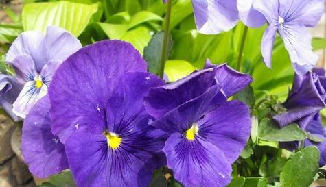 友情长久的花语——茉莉花（友情如茉莉花般永恒）