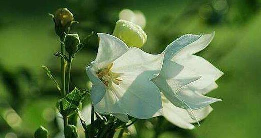 友情长久的花语——茉莉花（友情如茉莉花般永恒）